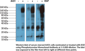 Immunogen: Phosphotyrosine-BSA conjugate • Host: Rabbit • Species Reactivity: (+) All species • Cross Reactivity: (+) Tyrosine-phosphorylated proteins; (-) Nonphosphorylated tyrosine