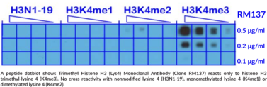 Immunogen: A trimethyl-peptide corresponding to trimethyl-histone H3 (Lys4) • Host: Rabbit • Species Reactivity: (+) Vertebrates • Cross Reactivity: (+) Histone H3 trimethylated at lysine 4 (K4me3); (-) Monomethylated lysine 4 (K4me1)