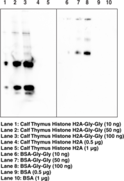 Immunogen: Diglycine-modified histone peptide • Host: Mouse • Species Reactivity: Species independent • Cross Reactivity: (+) Diglycyl-modified lysine