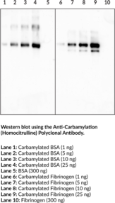 Immunogen: Carbamylated protein • Host: Rabbit • Species Reactivity: Species independent • Applications: ELISA