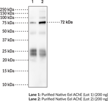 Immunogen: Purified native AChE electric eel protein  • Clone Designation 52E • Host: Mouse • Species reactivity: (+) Eel • Isotype: IgG2B • Applications: ELISA and WB