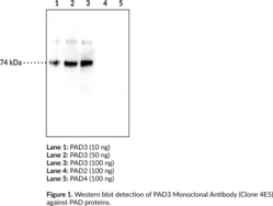 Immunogen: Full length recombinant PAD3 protein • Clone designation: 4E5 • Host: Mouse • Cross reactivity: (+) PAD3; (-) PAD1