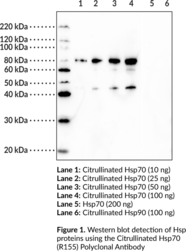 Immunogen: Peptide from the internal region of human Hsp70 containing a citrulline at residue 155 • Host: Rabbit • Cross Reactivity: (+) Citrullinated Hsp70; (-) Hsp70