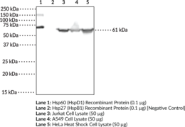 Immunogen: Human recombinant Hsp60 (HspD1) • Host: Rabbit • Species reactivity: (+) Human; other species not tested • Applications: ELISA