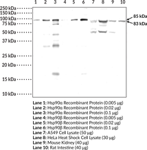 Immunogen: Recombinant full-length human Hsp90α and Hsp90β proteins • Host: Rabbit • Species Reactivity: (+) Human