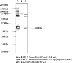 Immunogen: Recombinant human HO-1 (Hsp32) • Host: Rabbit • Species reactivity: (+) Human • Applications: ELISA