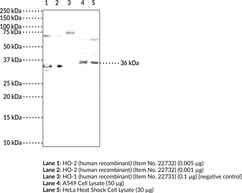 Immunogen: Human recombinant protein • Host: Rabbit • Species Reactivity: (+) Human HO-2 • Applications: ELISA