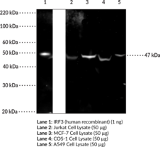 Immunogen: Human recombinant IRF3 protein  • Host: Rabbit  • Species reactivity: (+) Human • Applications: ELISA