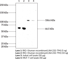 Immunogen: Recombinant human RIG-I protein AA 232-794 • Host: Mouse • Species Reactivity: Human