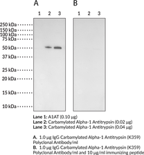 Immunogen: Synthetic peptide surrounding homocitrulline 359 (335 of the mature enzyme) of human A1AT • Host: Rabbit • Species Reactivity: (+) Human • Cross Reactivity: (+) Carbamylated A1AT (-) Non-carbamylated proteins • Application: WB • MW = ~47 kDa