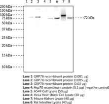 Immunogen: Full length human recombinant GRP78 protein • Host: Mouse • Species reactivity: (+) Human