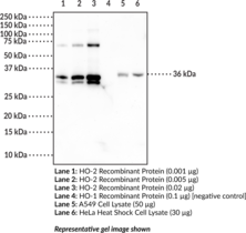 Immunogen: Full-length human recombinant HO-2 protein • Host: Mouse • Species Reactivity: (+) Human HO-2 • Cross reactivity: (-) HO-1 • Applications: ELISA and WB