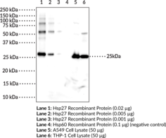 Immunogen: Full-length human recombinant Hsp27 protein • Host: Mouse • Species Reactivity: (+) Human • Cross Reactivity: (-) Hsp60 • Applications: ELISA