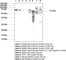 Immunogen: Full length human recombinant Hsp60 (HspD1) protein  • Clone designation: 10C3 • Host: Mouse • Cross Reactivity: (-) Hsp27 • Species Reactivity: (+) Human