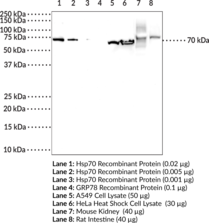 Immunogen: Full length human Hsp70 recombinant protein • Clone designation: 7F6 • Host: Mouse • Cross Reactivity: (-) GRP78 • Species reactivity: (+) Human