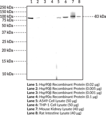 Immunogen: Full-length human recombinant Hsp90β protein • Host: Mouse • Species reactivity: (+) Human