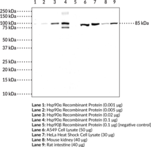 Immunogen: Human recombinant Hsp90α protein • Host: Rabbit • Species reactivity: (+) Human