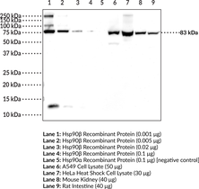 Immunogen: Recombinant full-length human Hsp90β protein • Host: Rabbit • Species reactivity: (+) Human