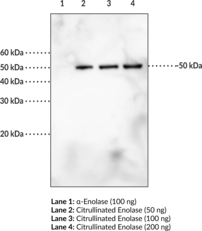Immunogen: Synthetic citrullinated peptide from the N-terminal region of human α-enolase • Host: Rabbit • Cross Reactivity:(+) Citrullinated α-enolase (-) minimal cross reactivity to unmodified α-enolase • Species Reactivity: (+) Human citrullinated α-enolase •  Applications: ELISA and WB