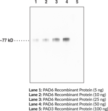 Immunogen: Full-length recombinant PAD6 protein • Host: Mouse • Cross reactivity: (-) PAD1