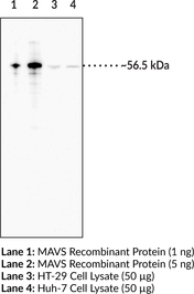 Immunogen: full-length recombinant human MAVS protein • Host: Mouse • Species Reactivity: Human