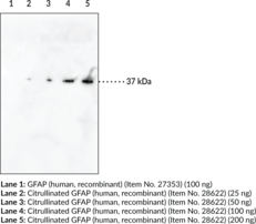 Immunogen: A peptide from the C-terminal region of human GFAP citrullinated at R416 • Host: Mouse • Species Reactivity: (+) Human; other species not tested • Cross Reactivity: (+) Citrullinated GFAP (-) Native GFAP