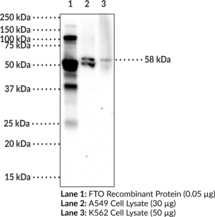 Immunogen: Full-length recombinant human FTO protein • Host: Mouse • Species Reactivity: (+) Human • Applications: ELISA