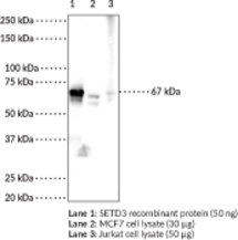 Immunogen: Full length recombinant human SETD3 protein • Host: Mouse • Applications: ELISA