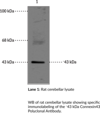Immunogen: Peptide corresponding to amino acid residues from the C-terminal region of rat connexin43 • Host: Rabbit • Species Reactivity: (+) Rat • Applications: WB • MW = ~43 kDa