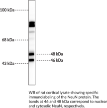 Immunogen: Recombinant protein from the N-terminus of human NeuN • Host: Mouse • Species Reactivity: (+) Human