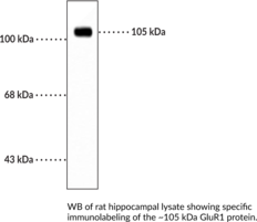 Immunogen: Peptide corresponding to amino acid residues from the N-terminal region of rat GluR1 • Host: Mouse • Species Reactivity: (+) Mouse