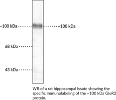 Immunogen: Peptide corresponding to amino acid residues from rat GluR2