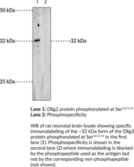 Immunogen: Phosphopeptide corresponding to amino acid residues surrounding the phospho-Ser10