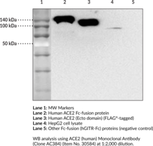 Immunogen: Recombinant human ACE2 • Host: Mouse • Species Reactivity: (+) Human; other species not tested • Applications: ELISA and WB