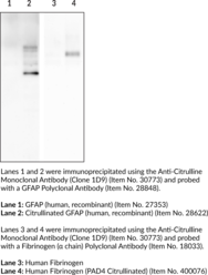 Immunogen: Citrulline-containing peptide conjugated to keyhole limpet hemocyanin • Host: Mouse • Species Reactivity: (+) Species independent • Cross Reactivity (+) Citrullinated proteins; (-) Native proteins  • Applications: ELISA