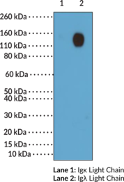 Immunogen: Mouse IgMλ • Host: Rabbit • Species Reactivity: (+) Mouse • Cross Reactivity: (-) κ Light Chain