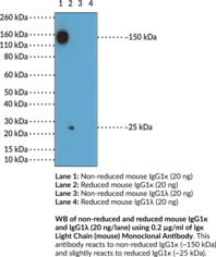 Immunogen: Mouse IgG • Host: Rabbit • Species Reactivity: (+) Mouse • Cross Reactivity: (-) λ Light chain