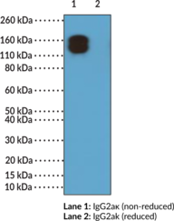 Immunogen: Mouse IgG • Host: Rabbit • Species Reactivity: (+) Mouse IgG2aκ Fab region • Cross Reactivity: (–) Mouse IgG2aλ