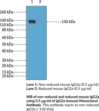 Immunogen: Mouse IgG2a • Host: Rabbit • Species Reactivity: (+) Mouse IgG2a Fc region • Cross Reactivity: (–) Mouse IgG1