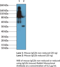 Immunogen: Mouse IgG2b • Host: Rabbit • Species Reactivity: (+) Mouse • Cross Reactivity: (-) Mouse IgG1