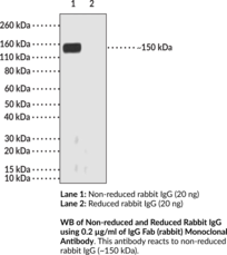 Immunogen: Rabbit IgG • Host: Goat • Species Reactivity: (+) Rabbit • Cross Reactivity: (-) Human