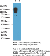 Immunogen: Mouse IgG2c • Host: Rabbit • Species Reactivity: (+) Mouse • Cross Reactivity: (-) Human