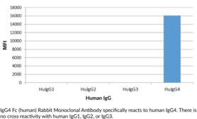 Immunogen: Peptide corresponding to the Fc region of human IgG4 • Host: Rabbit • Species Reactivity: (+) Human • Cross Reactivity: (+) IgG4; (-) Human IgG1