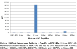 Immunogen: An acetyl peptide corresponding to H3K14Ac • Host: Rabbit • Species Reactivity: (+) Vertebrates • Cross Reactivity: (+) H3K79Ac; (-) Unmodified H3K79