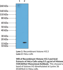 Immunogen: Peptide corresponding to H3K36Me2 • Host: Rabbit • Species Reactivity: (+) Vertebrates • Cross Reactivity: (+) H3K36Me2; (-) Unmodified H3K36