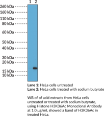 Immunogen: Peptide corresponding to H3K36Ac • Host: Rabbit • Species Reactivity: (+) Vertebrates • Cross Reactivity: (+) H3K36Ac