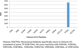 Immunogen: Peptide corresponding to H3K79Ac • Host: Rabbit • Species Reactivity: (+) Vertebrates • Cross Reactivity: (+) H3K79Ac; (-) H3K4Ac