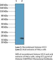 Immunogen: Peptide corresponding to H3K9Me3 • Host: Rabbit • Species Reactivity: (+) Vertebrates • Cross Reactivity: (+) H3K9Me3; (-) Unmodified H3K9