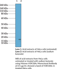 Immunogen: Peptide corresponding to H3K18Ac • Host: Rabbit • Species Reactivity: (+) Vertebrates • Cross Reactivity: (+) H3K18Ac; (-) H3K18