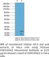 Immunogen: Peptide corresponding to H3K14Me2 • Host: Rabbit • Species Reactivity: (+) Vertebrates • Cross Reactivity: (+) H3K14Me2; (-) Unmodified H3K14